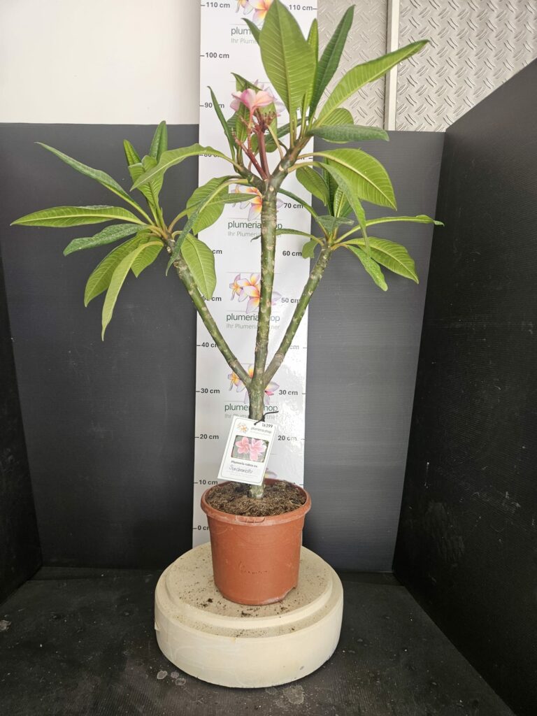 Plumeria rubra "Synchronicity"