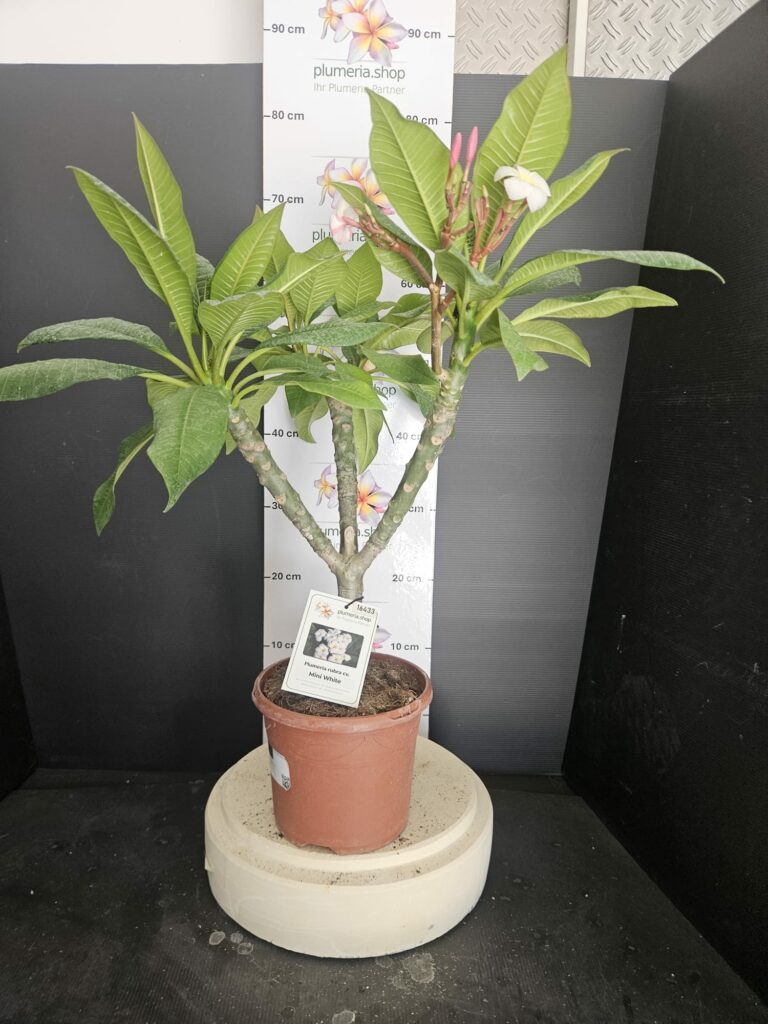 Plumeria rubra "Mini White"