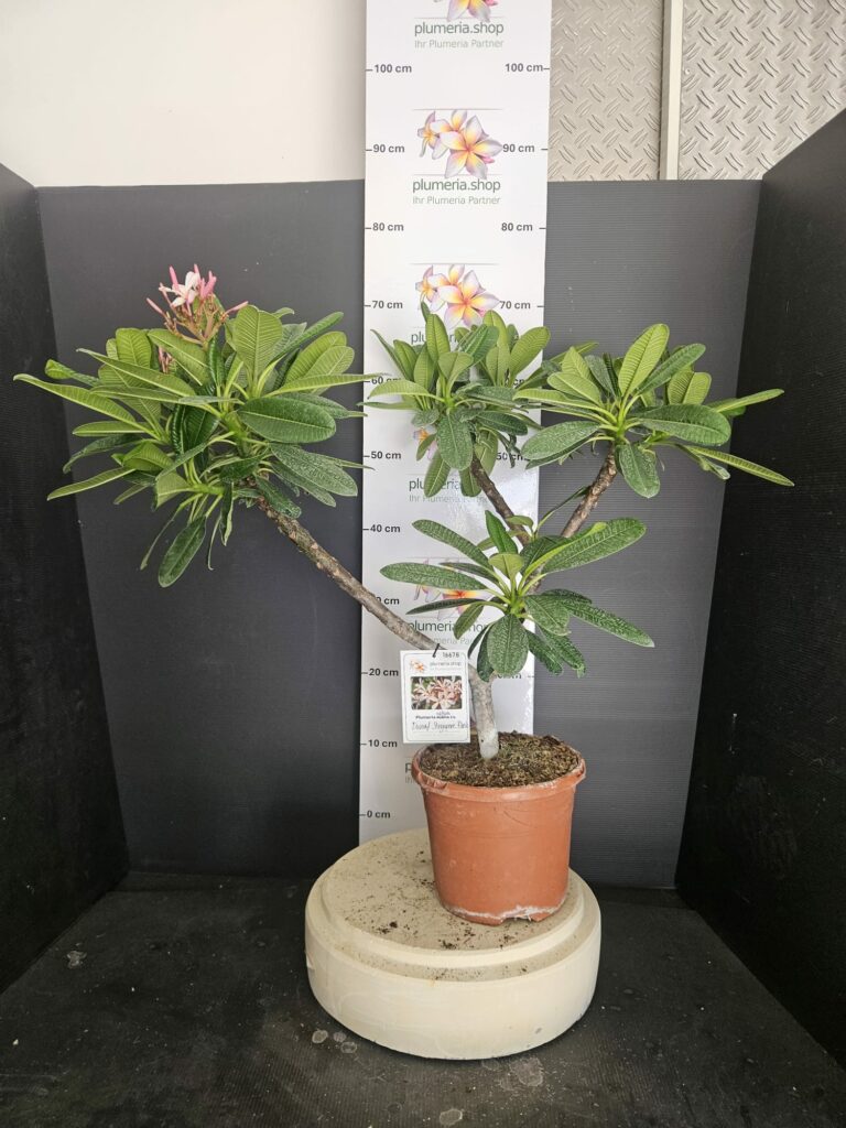 Plumeria obtusa „Dwarf Singapore Pink“ #16678