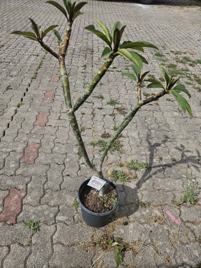 große Plumeria rubra "Cardinal"