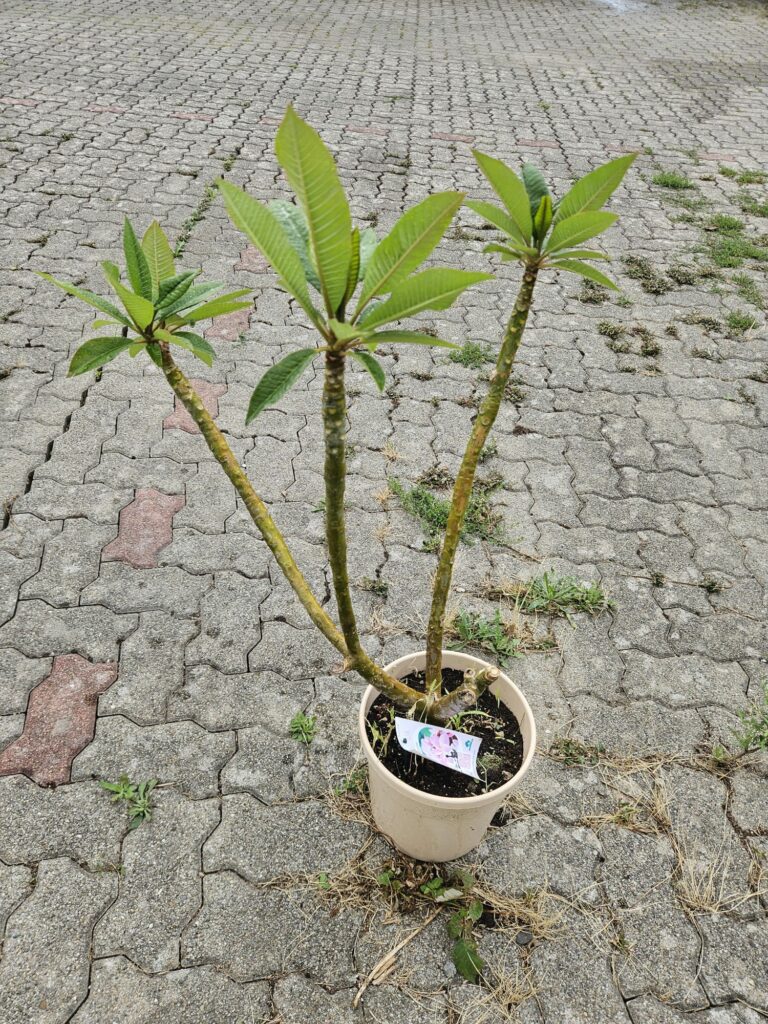 große Plumeria rubra "Divine"