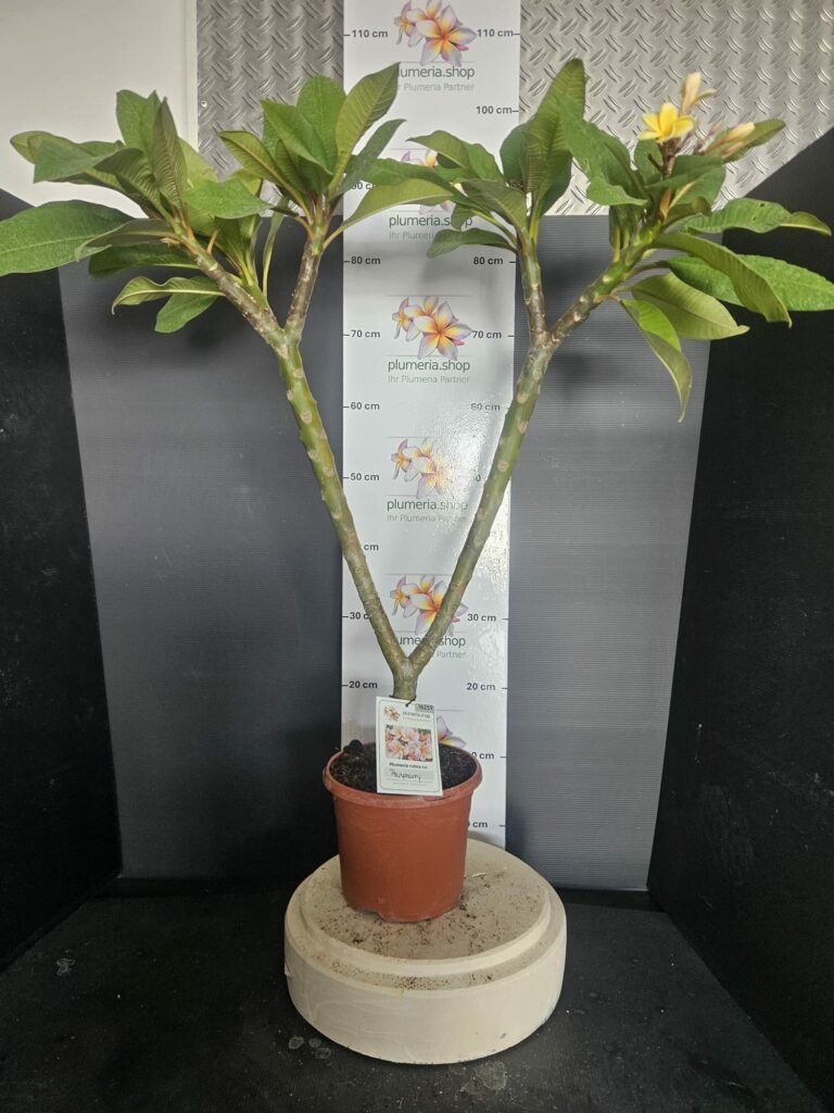 Plumeria rubra „JJ Potpourri“ #16259