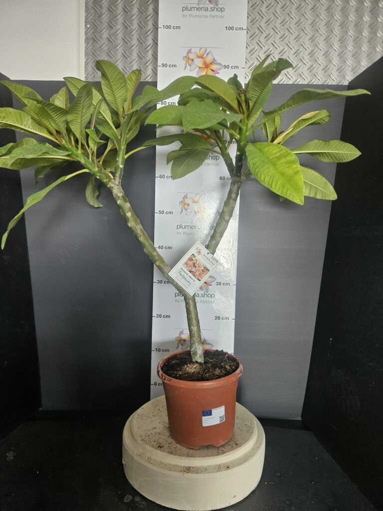 Plumeria rubra "Potpourrie"