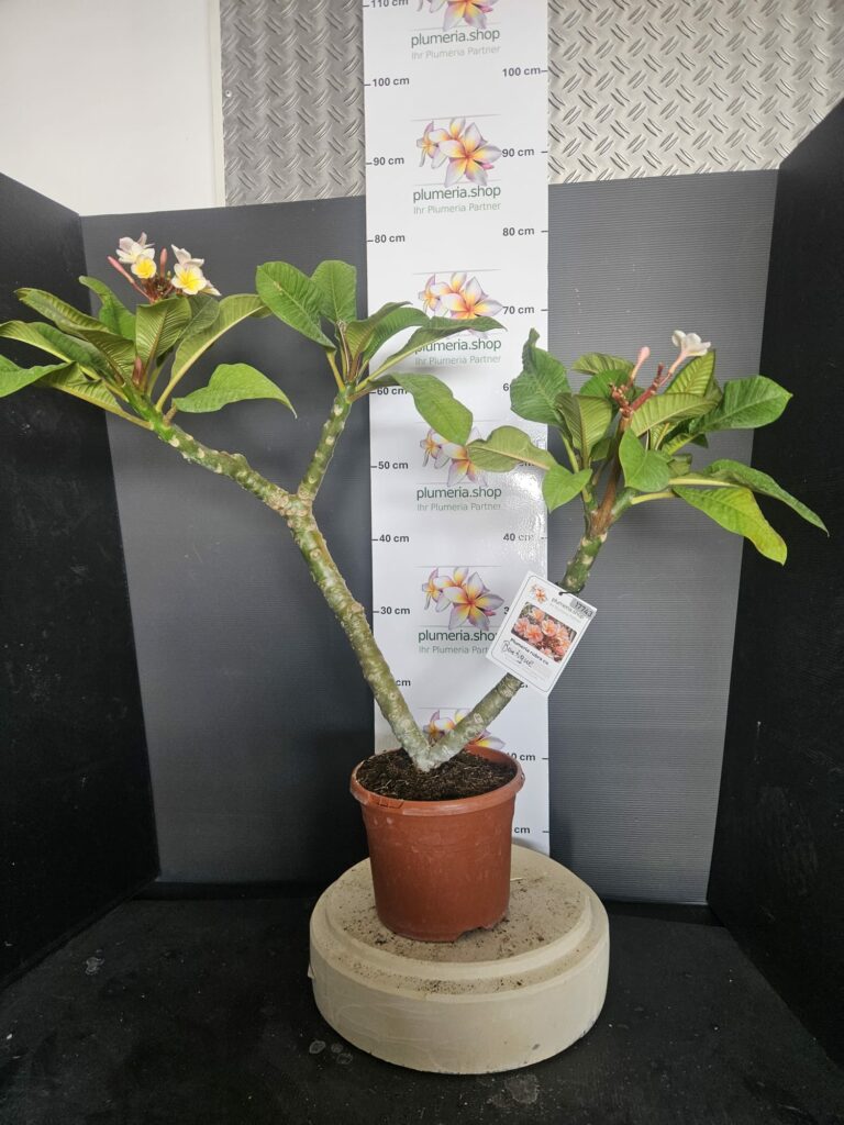 Plumeria rubra „Boutique“ #17743