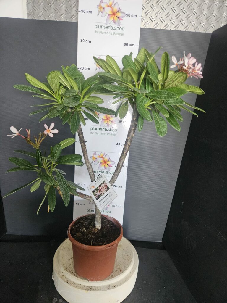 Plumeria obtusa „Dwarf Singapore Pink“ #16632