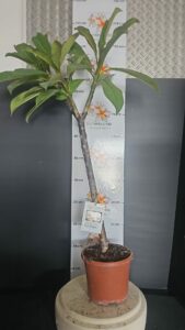 Plumeria rubra "Musk Rainbow"