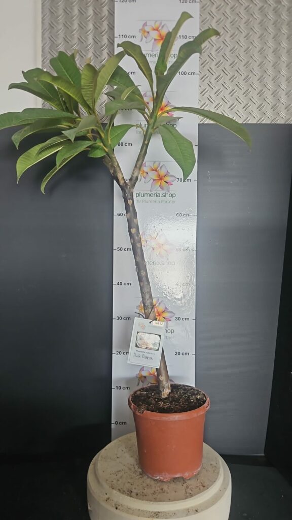 Plumeria rubra „Musk Rainbow“ #16652