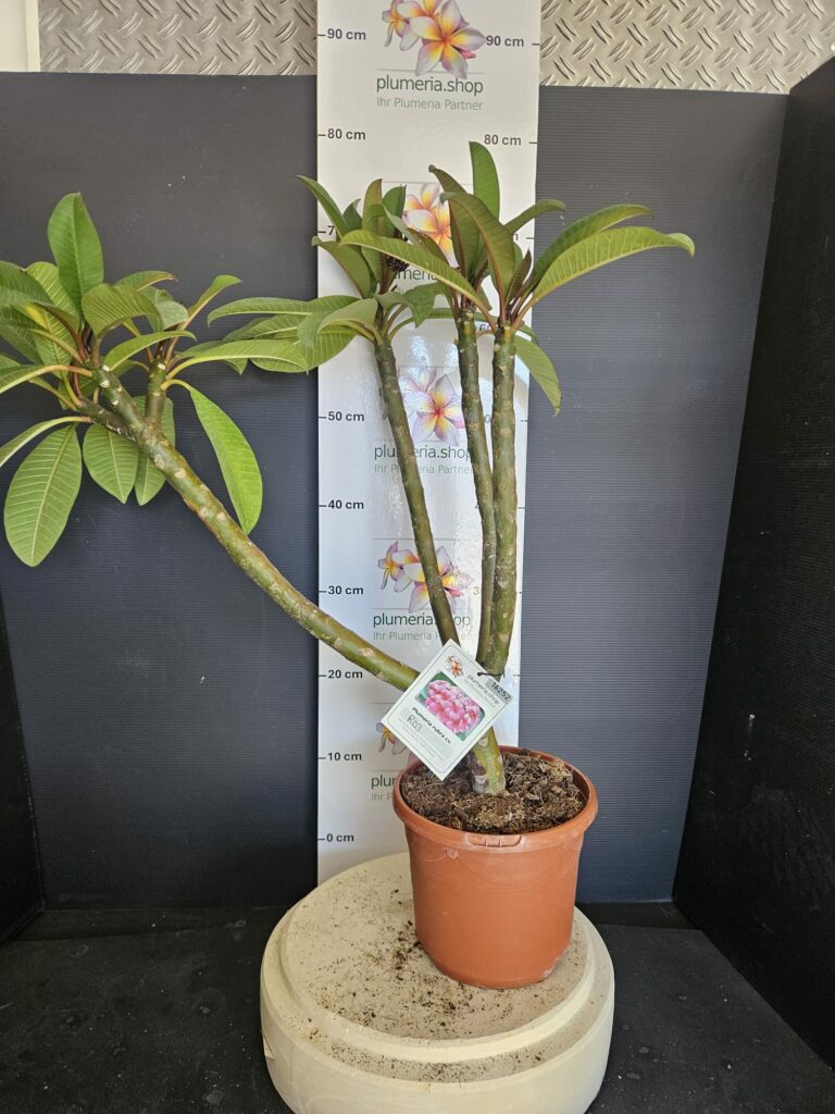 Plumeria rubra „R03“ #16252