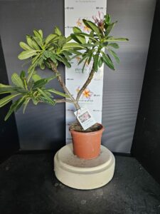 Plumeria obtusa "Dwarf Singapore Pink"