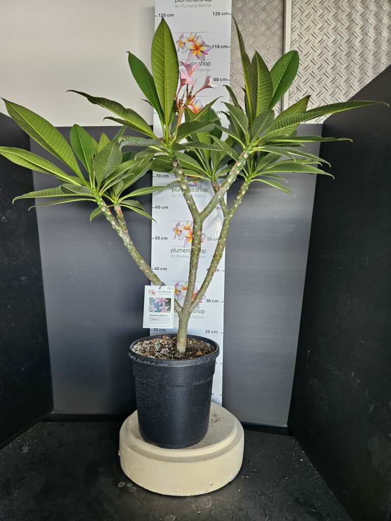 Plumeria rubra „Gemini“ #17672