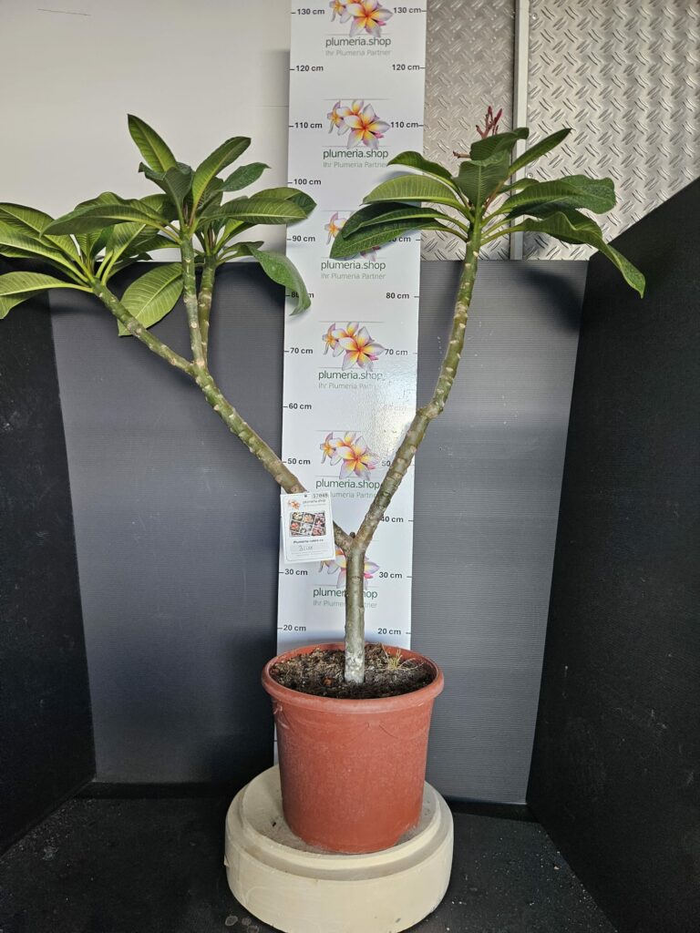 Plumeria rubra „Bliss“ #17048
