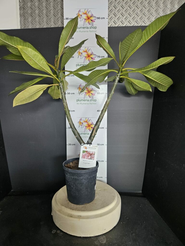 Plumeria rubra "Lorien"