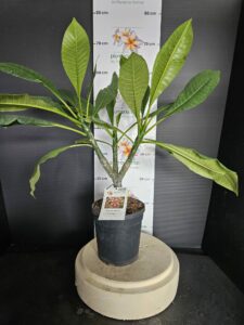 Plumeria rubra "Crazy"