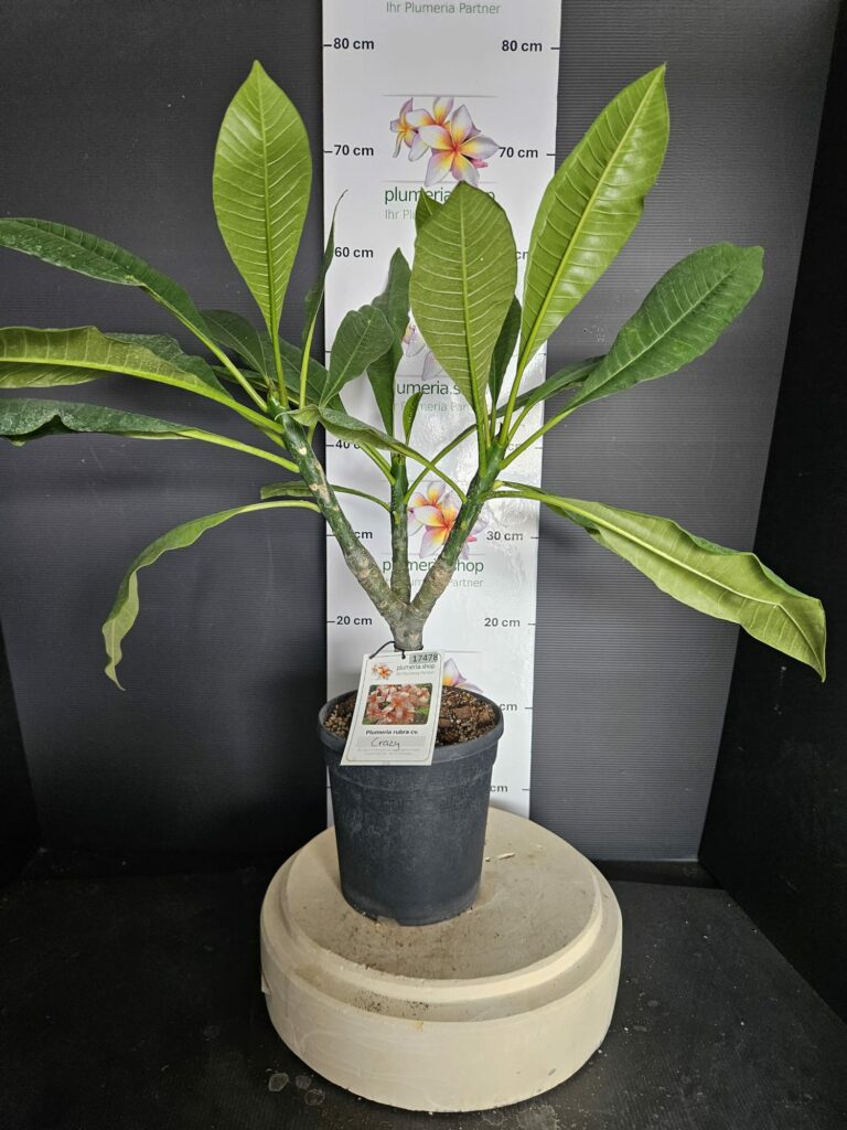 Plumeria rubra "Crazy"