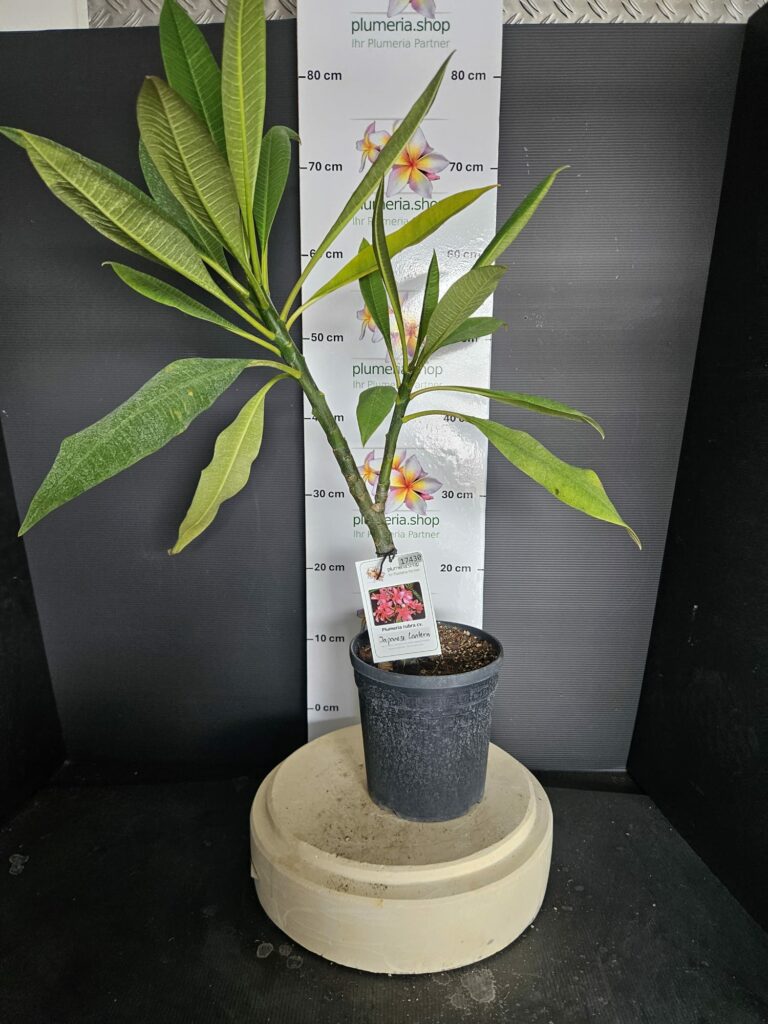 Plumeria rubra „Japanese Lantern“ #17430