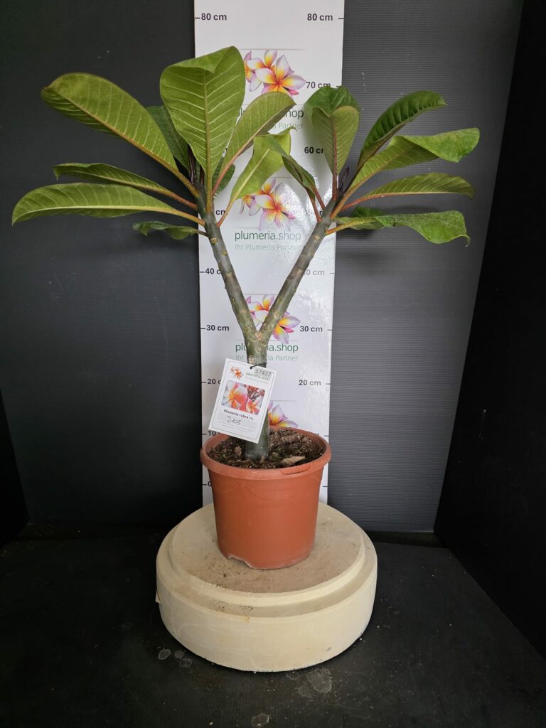Plumeria rubra „J105“ #17427