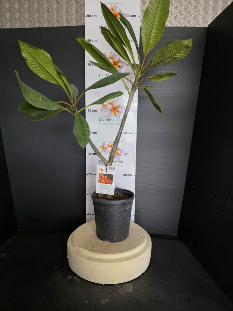 Plumeria rubra "Firestorm"