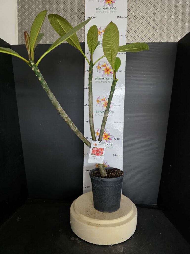 Plumeria rubra „Streak“ aka „Rio“ #17317