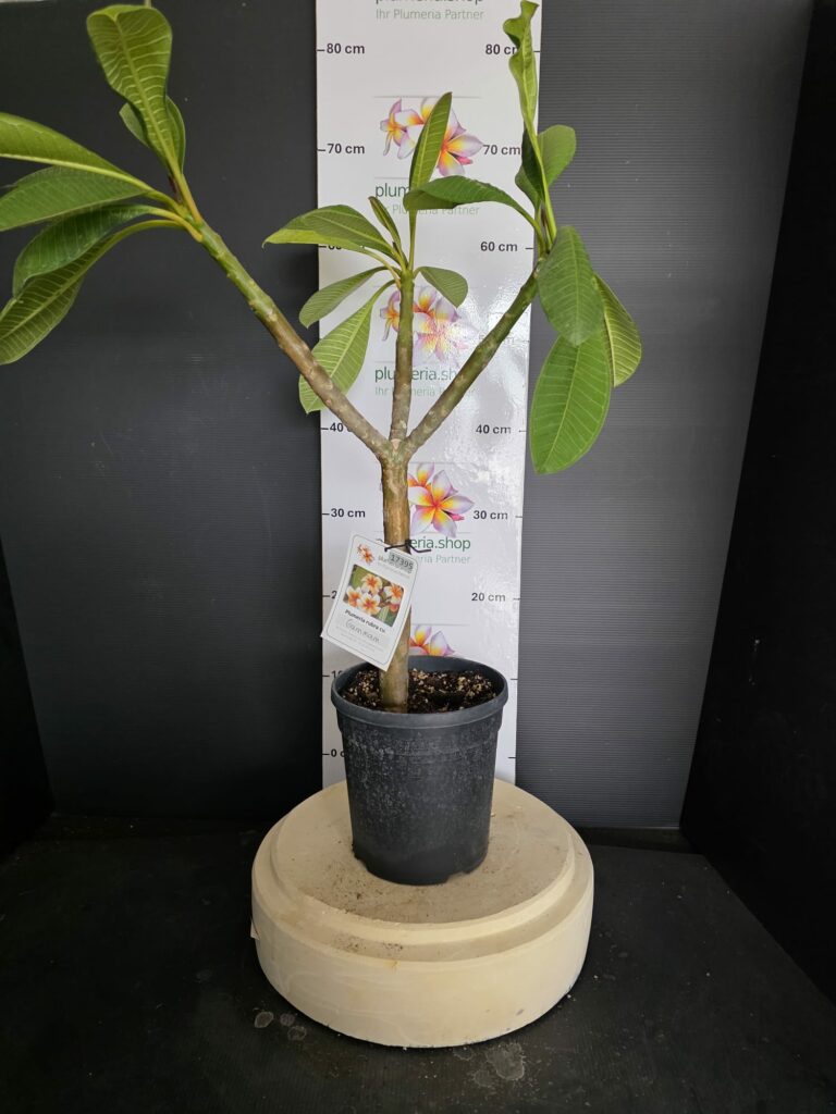 Plumeria rubra "Gam Mam"