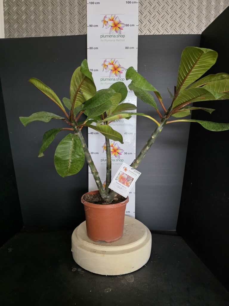 Plumeria rubra „J105“ #17438