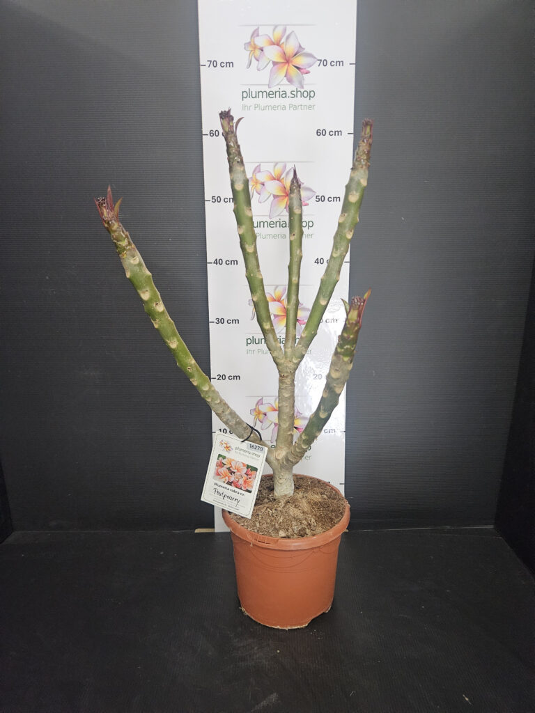 Plumeria rubra „JJ Potpourri“ #16270