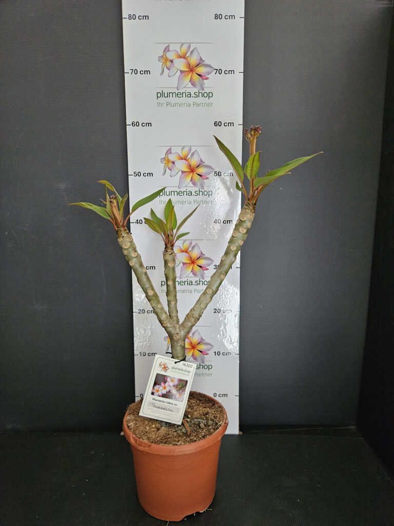 Plumeria rubra „Thumbalina“ #16300