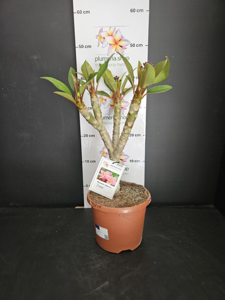 Plumeria rubra „Divine“ #16335
