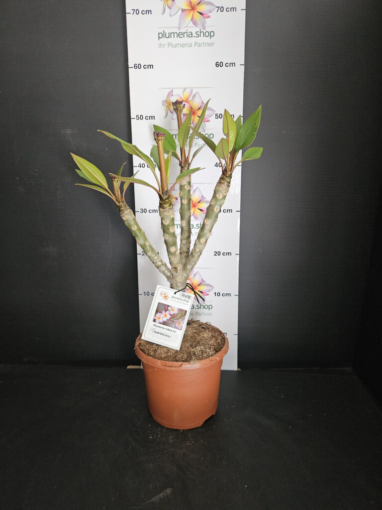 Plumeria rubra „Thumbalina“ #16418