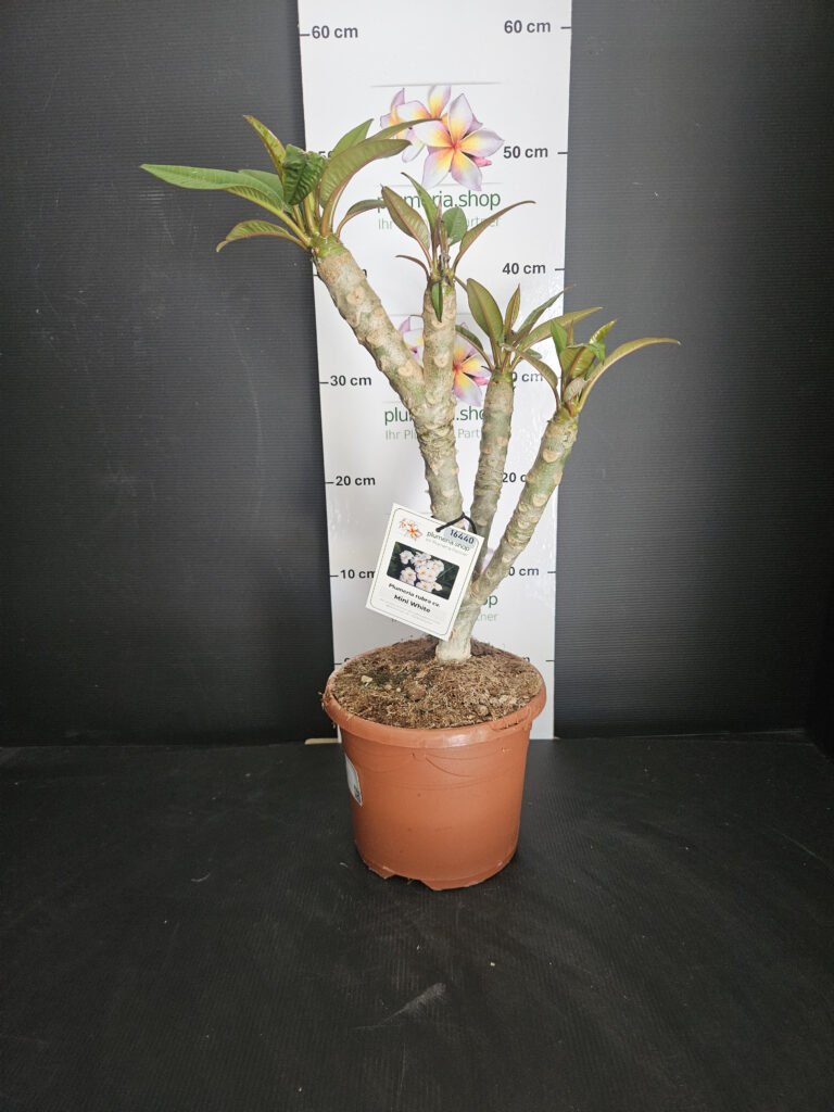 Plumeria rubra „Mini White“ #16440