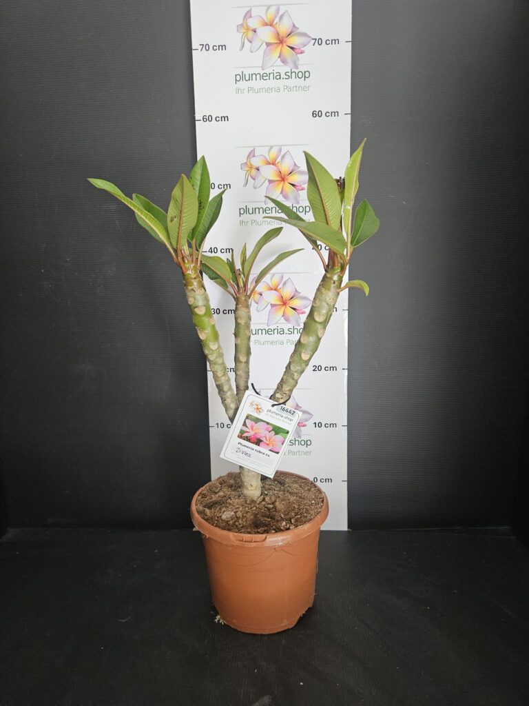 Plumeria rubra „Divine“ #16442