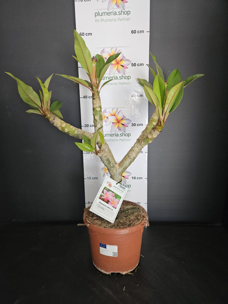 Plumeria rubra „Divine“ #16457