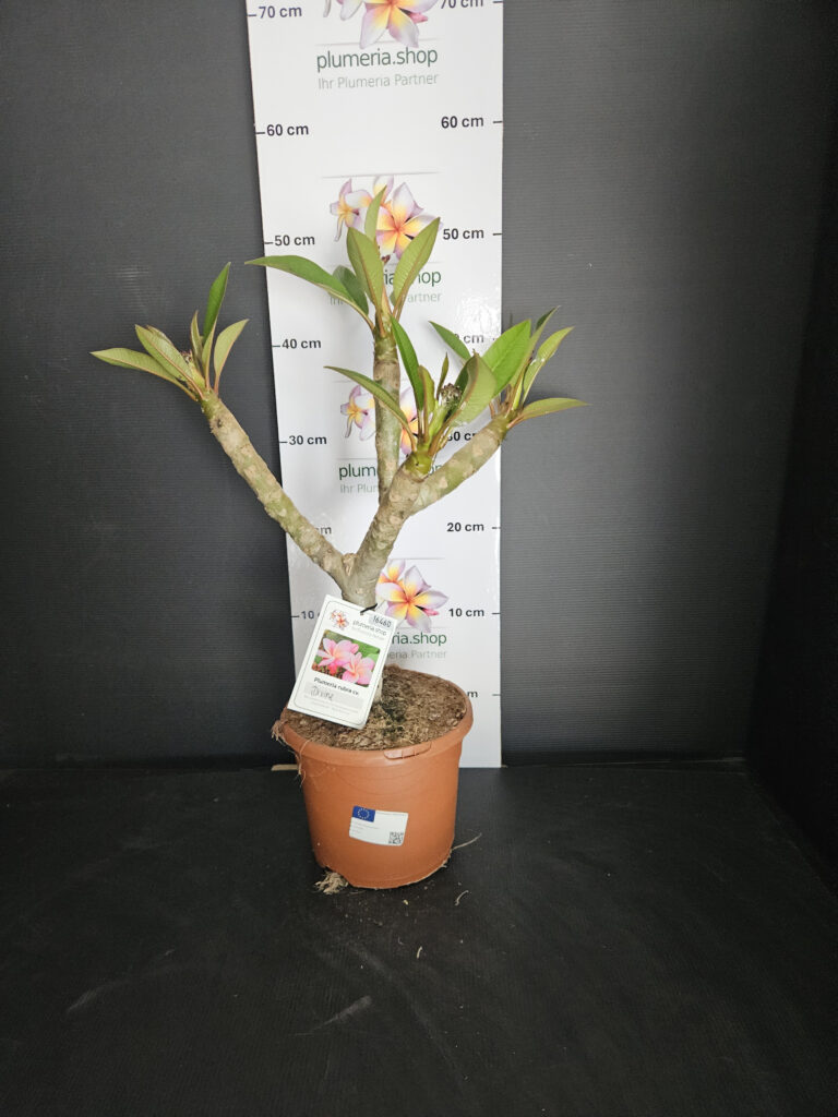 Plumeria rubra „Divine“ #16460