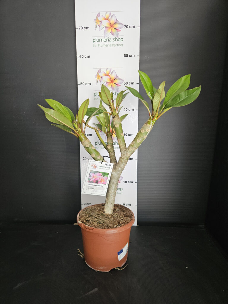 Plumeria rubra „Divine“ #16466