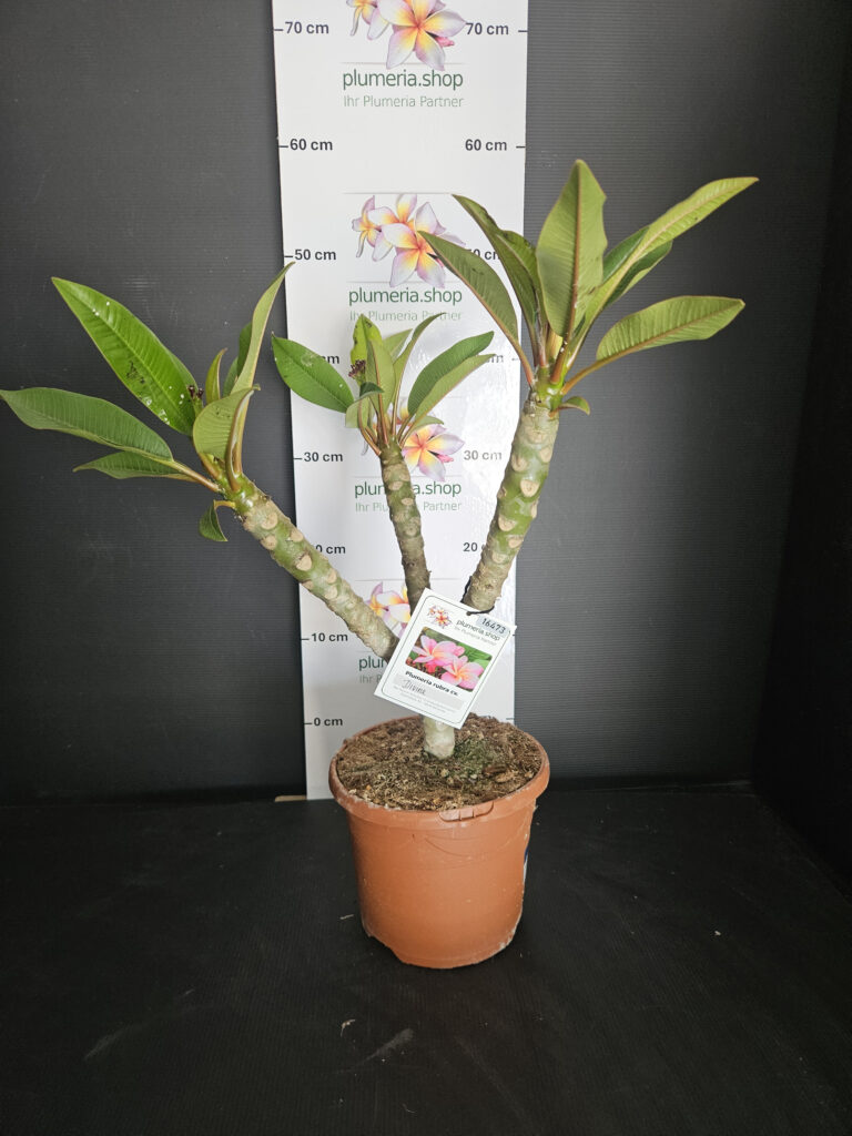 Plumeria rubra „Divine“ #16473