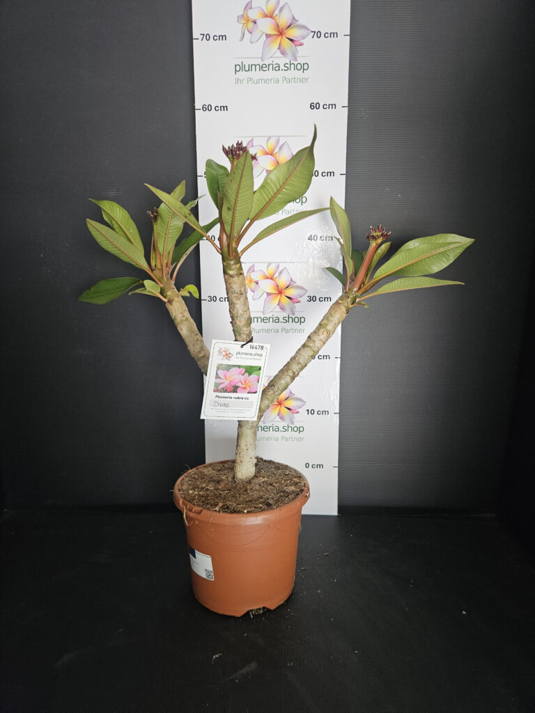 Plumeria rubra „Divine“ #16478