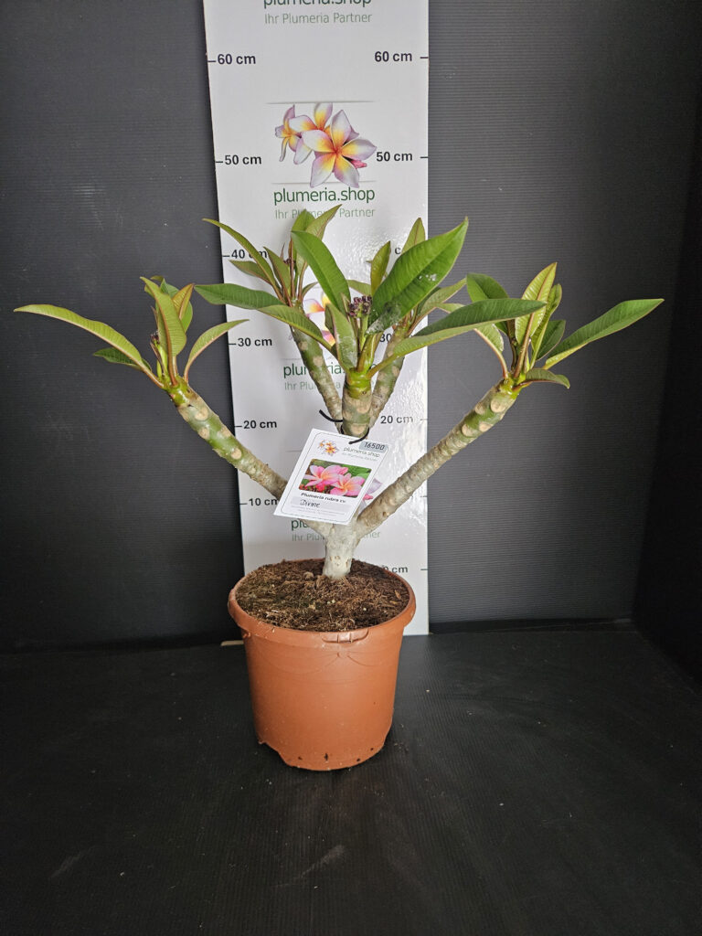 Plumeria rubra „Divine“ #16500