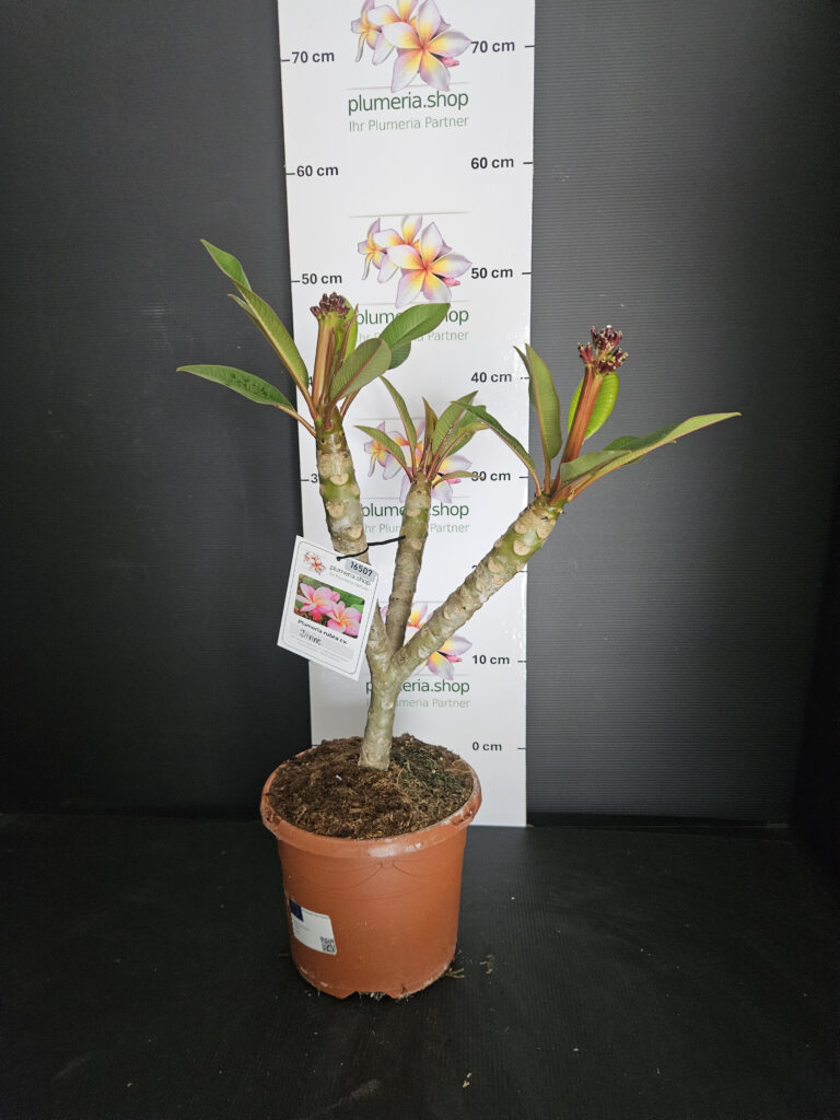 Plumeria rubra „Divine“ #16507