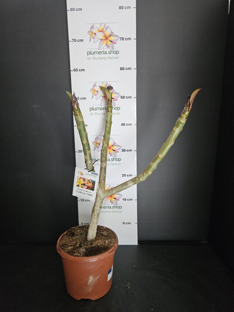 Plumeria rubra „California Sunset“ #16508