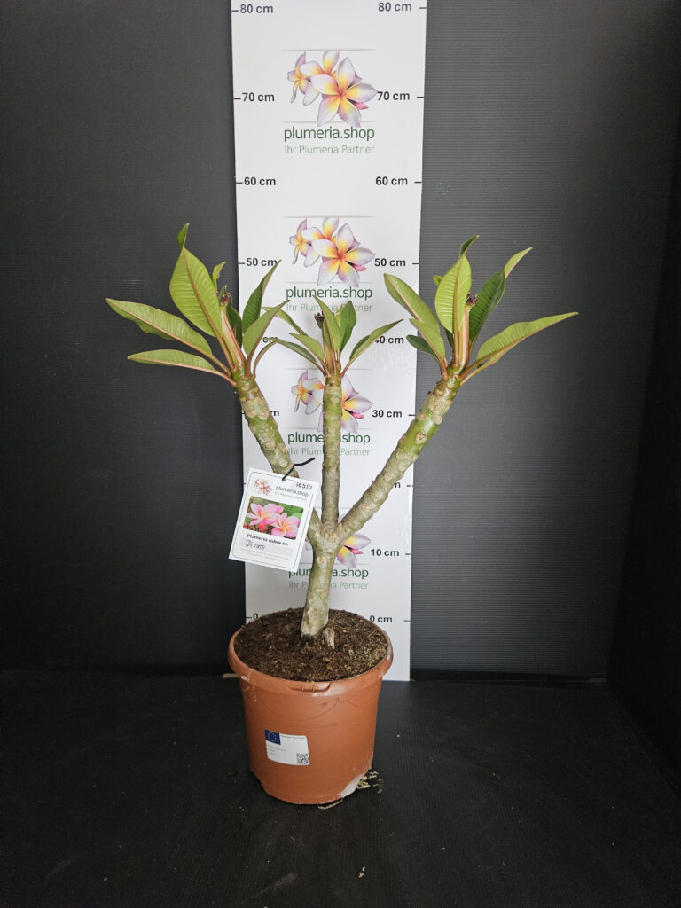 Plumeria rubra „Divine“ #16510