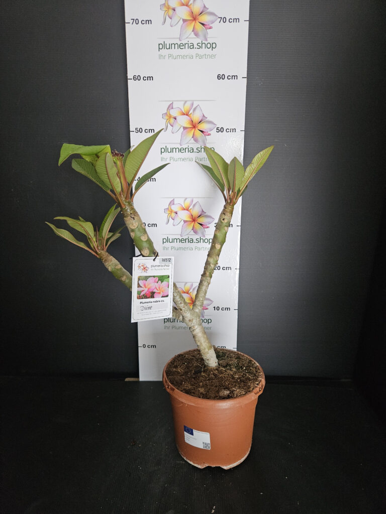 Plumeria rubra „Divine“ #16512