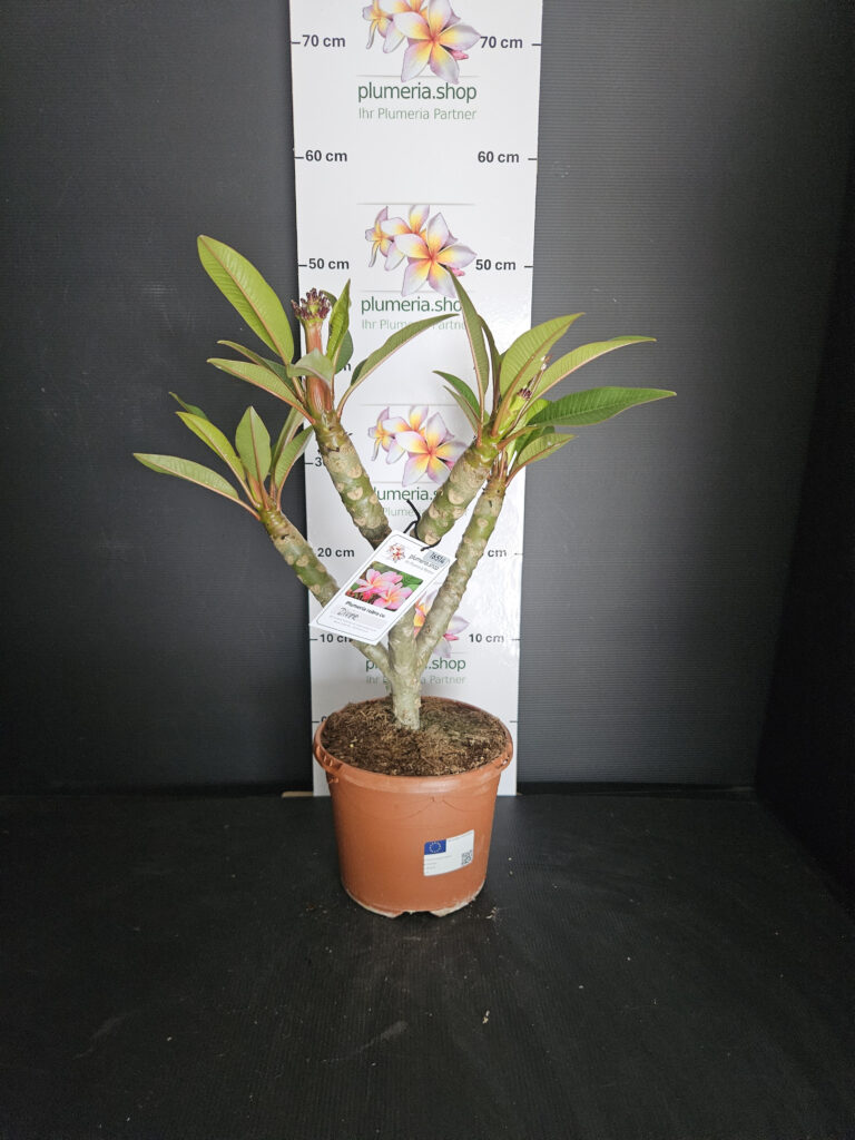 Plumeria rubra „Divine“ #16514