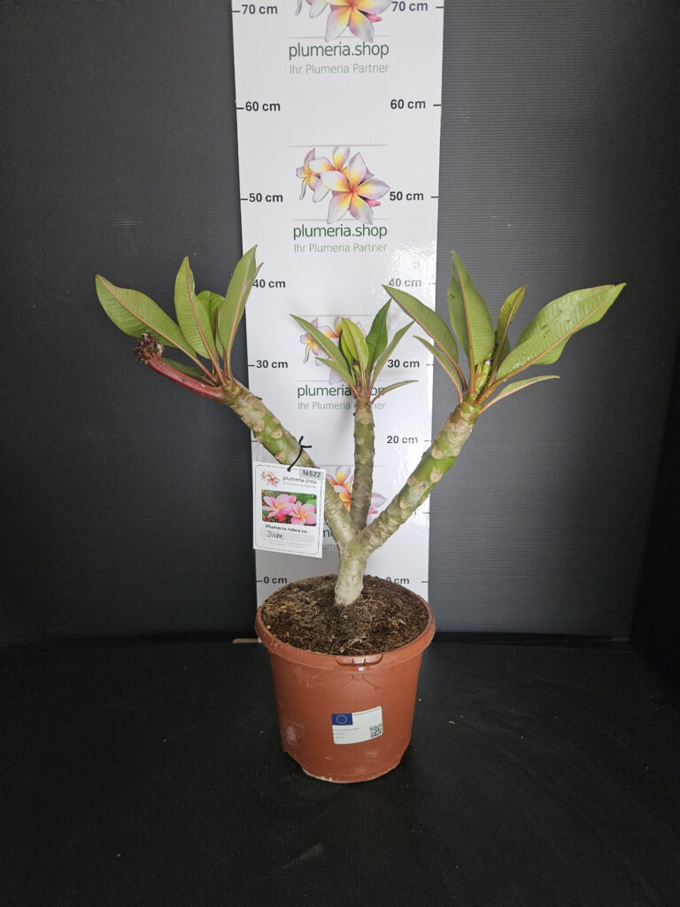 Plumeria rubra „Divine“ #16522