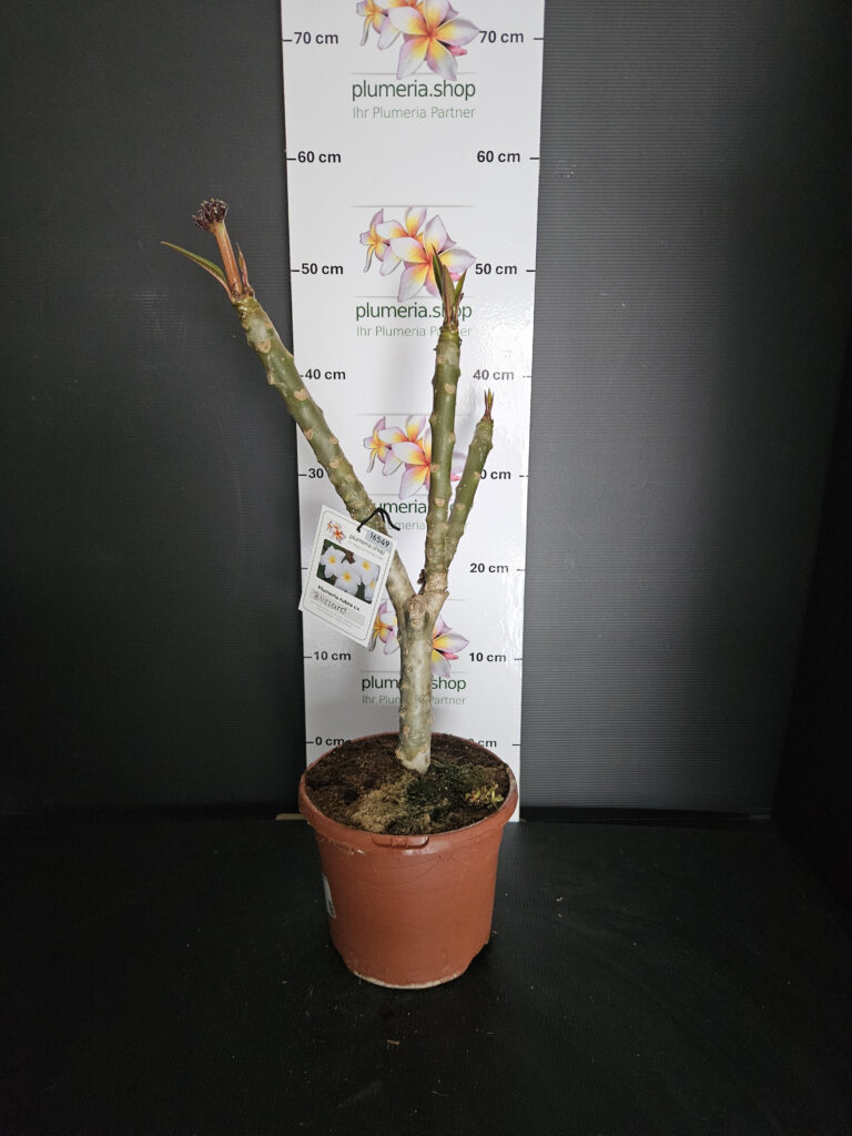Plumeria rubra „Blizzard“ #16549