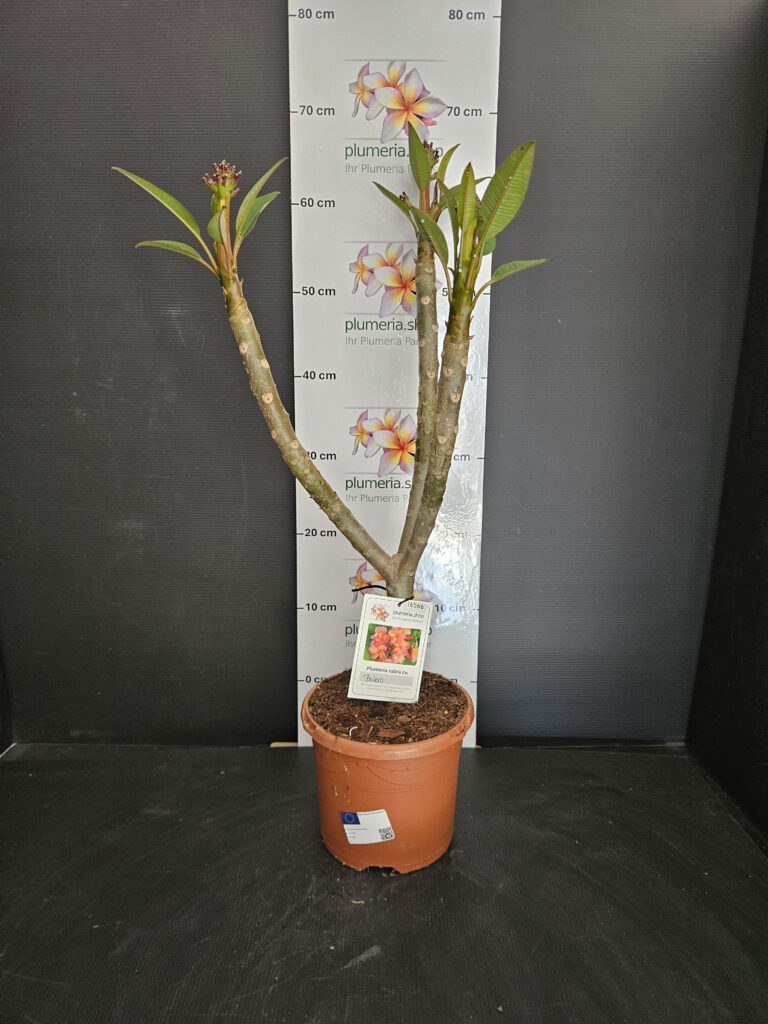 Plumeria rubra „Bolero“ #16566