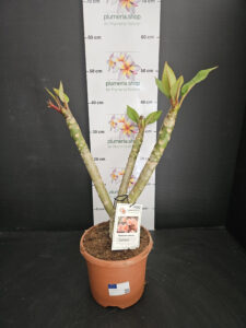 Plumeria rubra „Boutique“ #16576