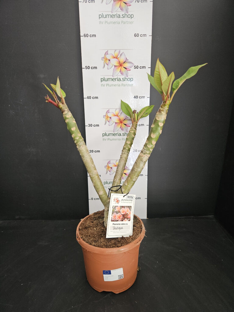 Plumeria rubra „Boutique“ #16576