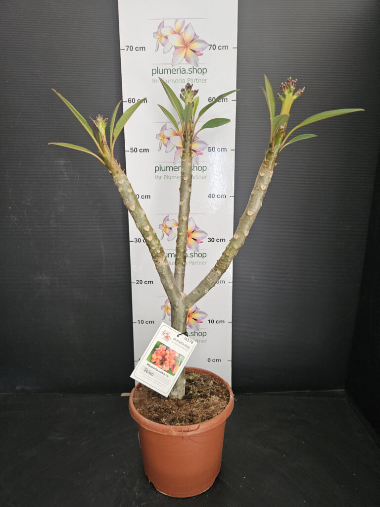 Plumeria rubra „Bolero“ #16578