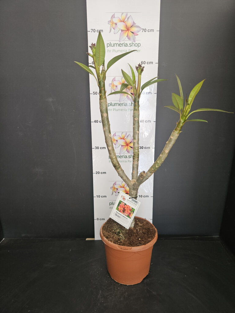Plumeria rubra „Bolero“ #16585