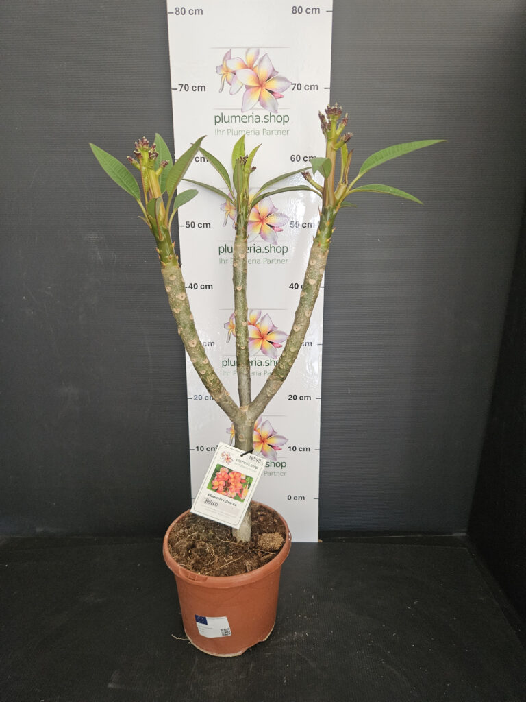 Plumeria rubra „Bolero“ #16590