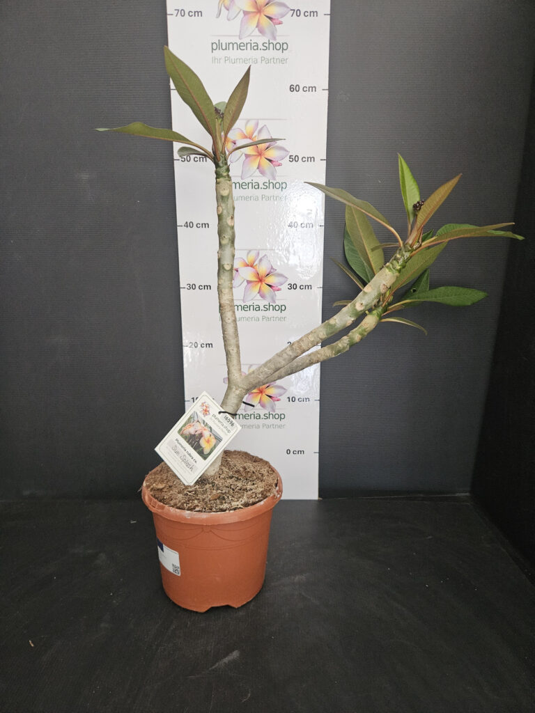 Plumeria rubra „Sun Splash“ #16596